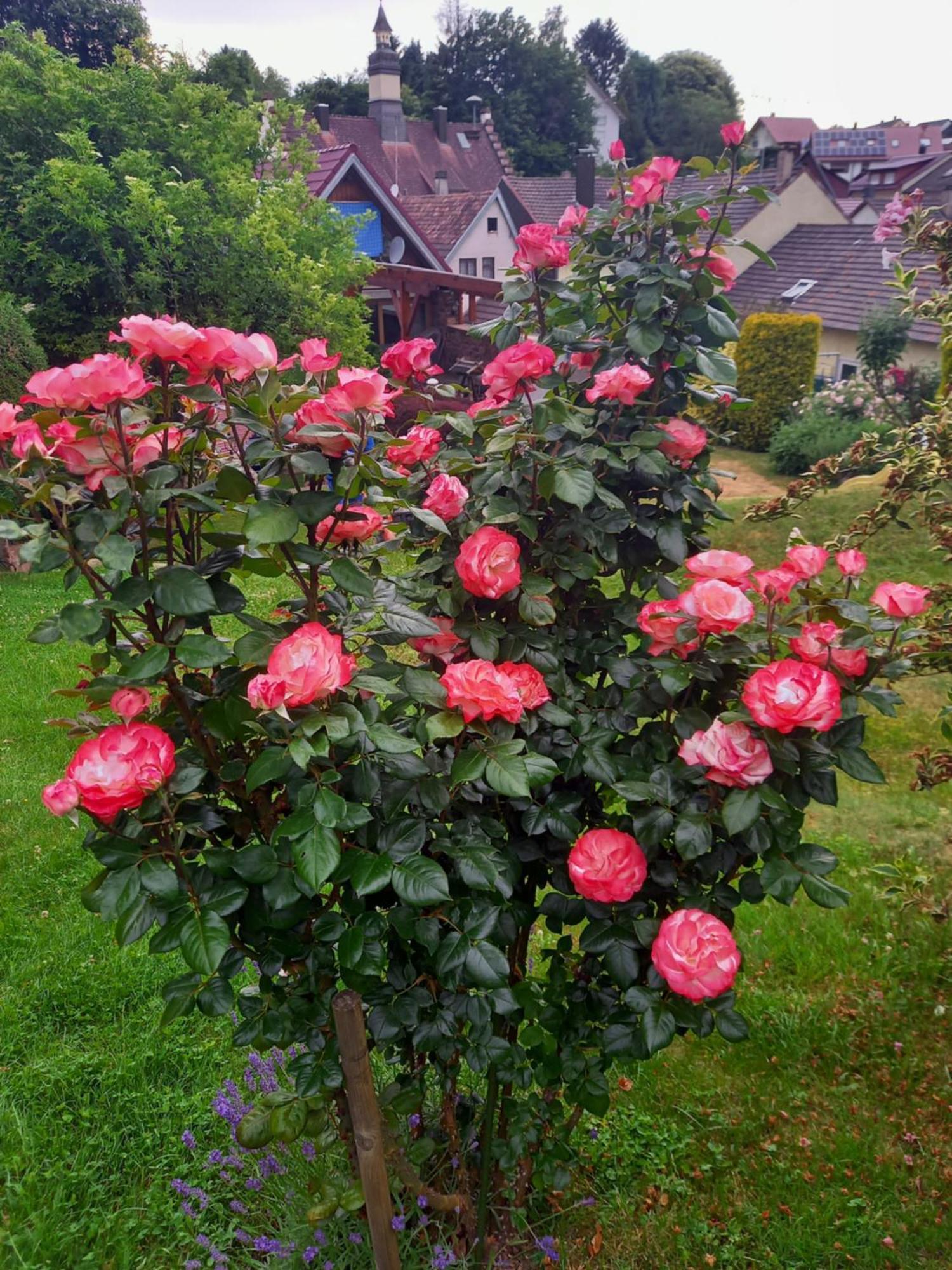 Wickys Igelnest Daire Malsch  Dış mekan fotoğraf
